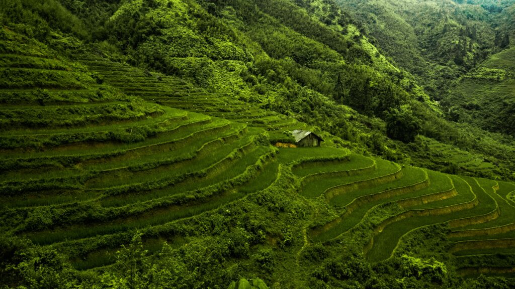 voyage au Vietnam – rizières en terrasses