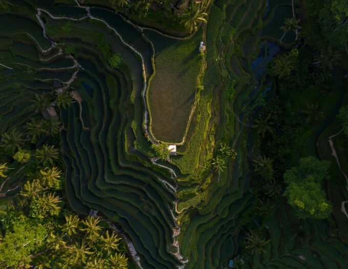 Lodge design au milieu des rizières d’Asie à Ubud, Bali
